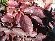 - Parrotia subaequalis Chinese Ironwood - Mr Maple │ Buy Japanese Maple Trees