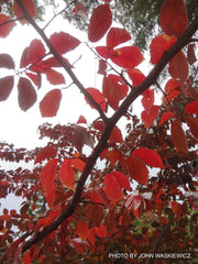 - Parrotia subaequalis Chinese Ironwood - Mr Maple │ Buy Japanese Maple Trees
