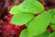 - Parrotia subaequalis Chinese Ironwood - Mr Maple │ Buy Japanese Maple Trees