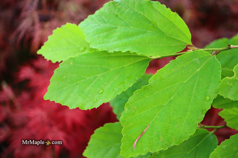 - Parrotia subaequalis Chinese Ironwood - Mr Maple │ Buy Japanese Maple Trees