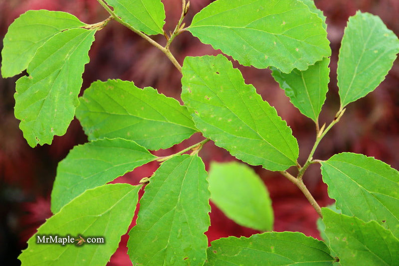 - Parrotia subaequalis Chinese Ironwood - Mr Maple │ Buy Japanese Maple Trees