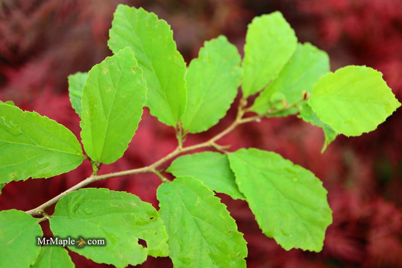 - Parrotia subaequalis Chinese Ironwood - Mr Maple │ Buy Japanese Maple Trees