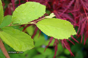 - Parrotia subaequalis Chinese Ironwood - Mr Maple │ Buy Japanese Maple Trees