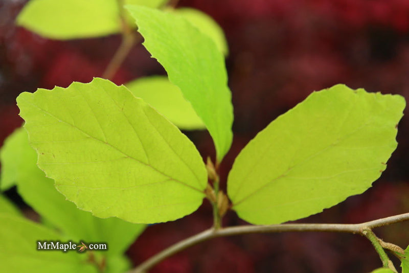 - Parrotia subaequalis Chinese Ironwood - Mr Maple │ Buy Japanese Maple Trees