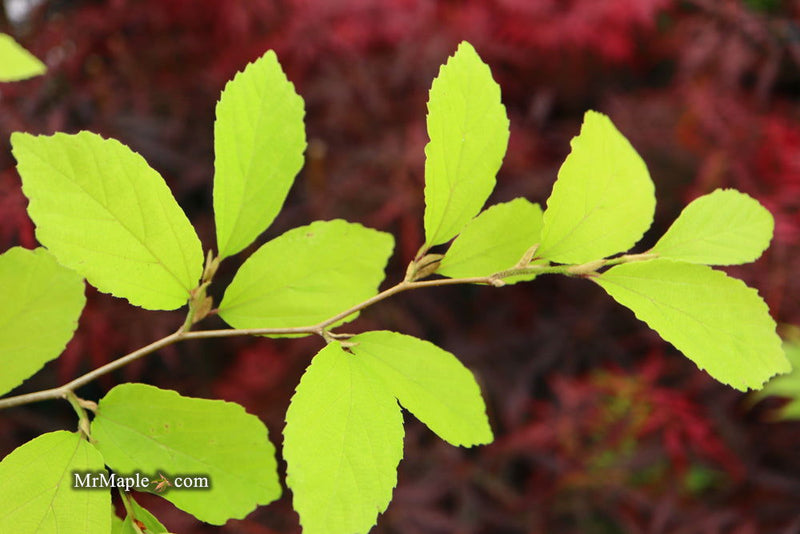 - Parrotia subaequalis Chinese Ironwood - Mr Maple │ Buy Japanese Maple Trees