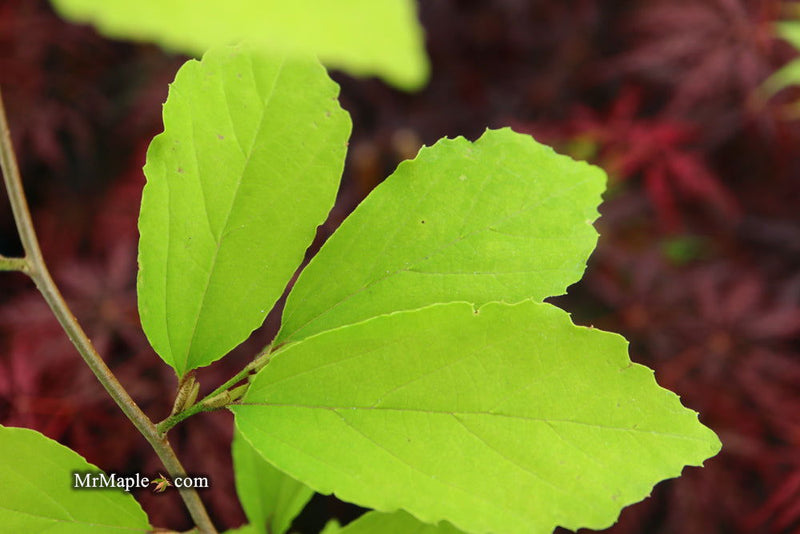 - Parrotia subaequalis Chinese Ironwood - Mr Maple │ Buy Japanese Maple Trees