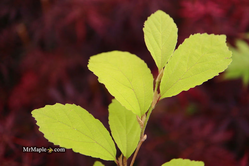 - Parrotia subaequalis Chinese Ironwood - Mr Maple │ Buy Japanese Maple Trees