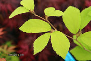 - Parrotia subaequalis Chinese Ironwood - Mr Maple │ Buy Japanese Maple Trees