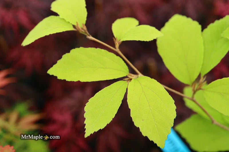 - Parrotia subaequalis Chinese Ironwood - Mr Maple │ Buy Japanese Maple Trees