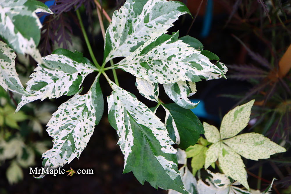 Parthenocissus quinquefolia 'Monham' Star Showers Virginia Creeper — Mr  Maple │ Buy Japanese Maple Trees
