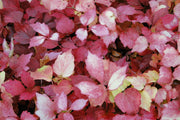 - Parthenocissus tricuspidata 'Fenway Park' Golden Boston Ivy - Mr Maple │ Buy Japanese Maple Trees