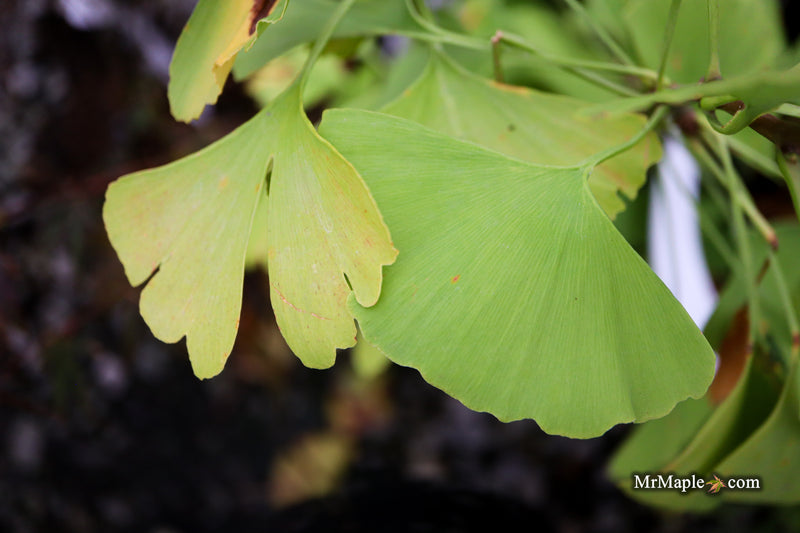 Ginkgo biloba 'Patio Umbrella' Dwarf Ginkgo Tree