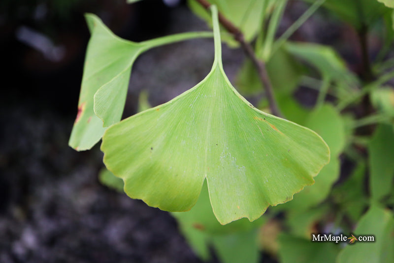 Ginkgo biloba 'Patio Umbrella' Dwarf Ginkgo Tree