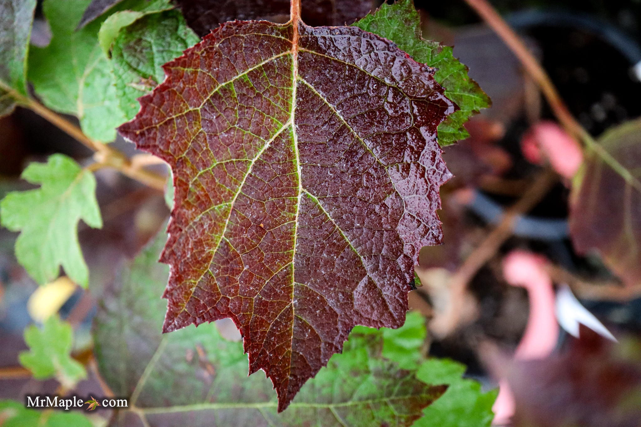Hydrangea quercifolia 'Pee Wee' Oakleaf Hydrangea - Thumbnail 3