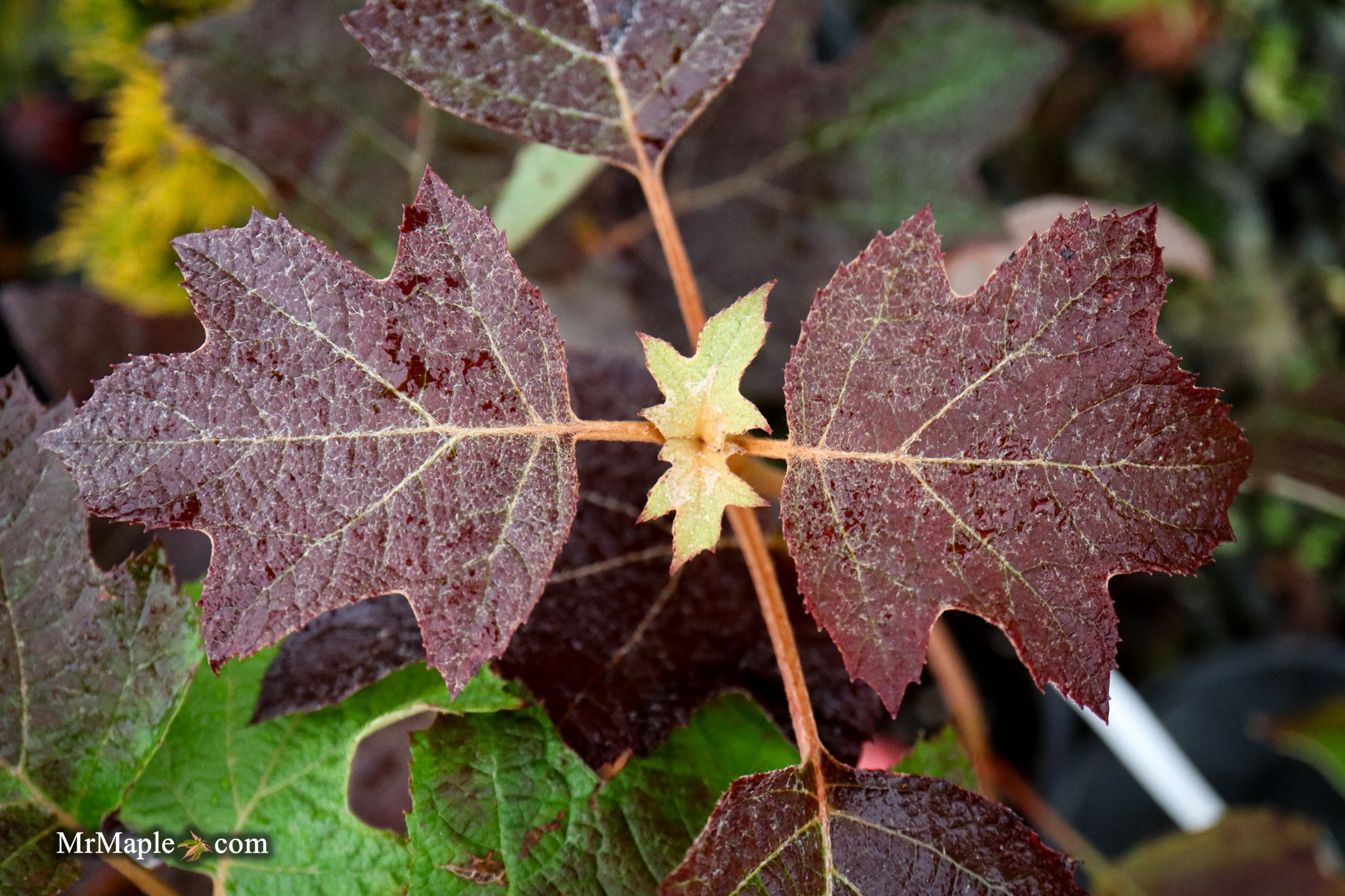 Hydrangea quercifolia 'Pee Wee' Oakleaf Hydrangea - Thumbnail 4