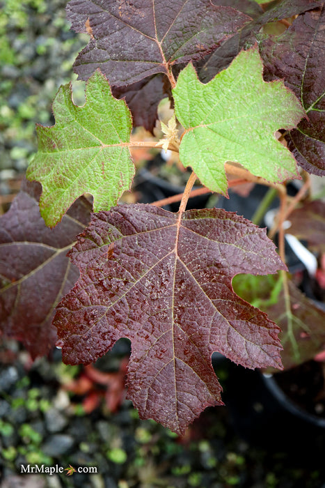 Hydrangea quercifolia 'Pee Wee' Oakleaf Hydrangea