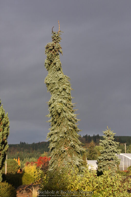 Picea omorika 'Pendula Bruns' Weeping Serbian Spruce