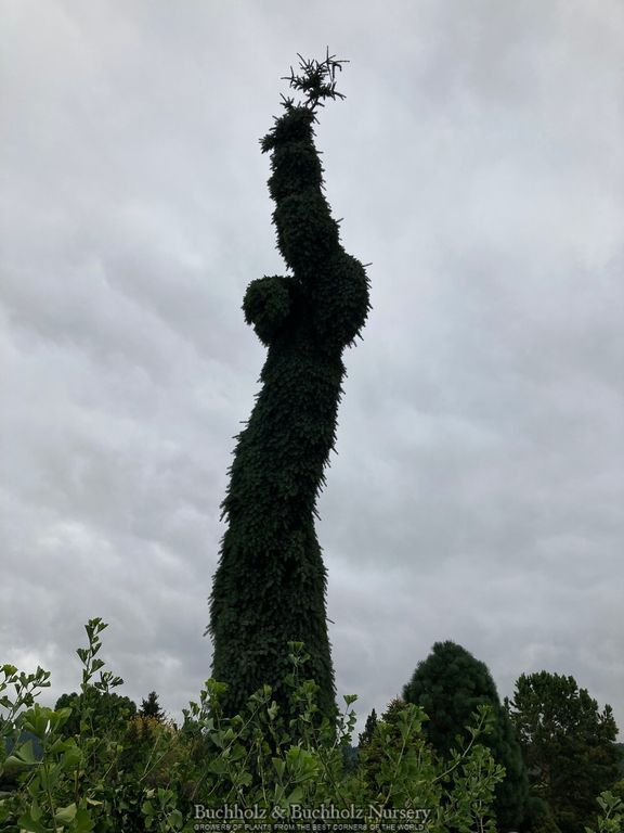 Picea omorika 'Pendula Bruns' Weeping Serbian Spruce