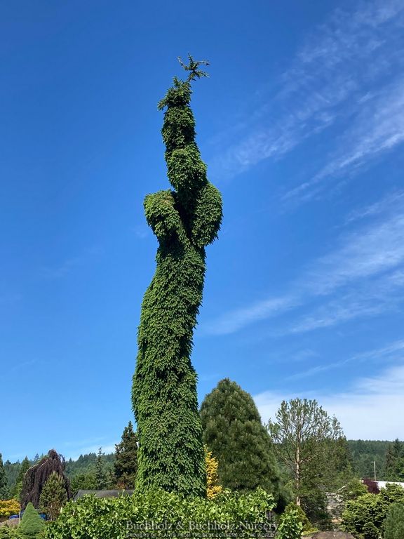 Picea omorika 'Pendula Bruns' Weeping Serbian Spruce