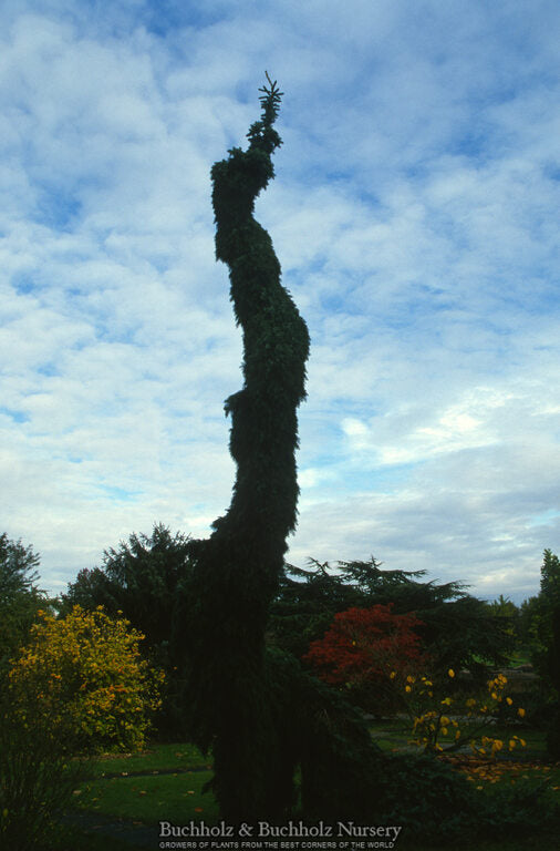 Picea omorika 'Pendula Bruns' Weeping Serbian Spruce