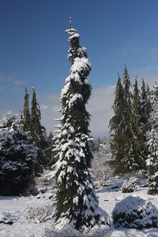 Picea omorika 'Pendula Bruns' Weeping Serbian Spruce