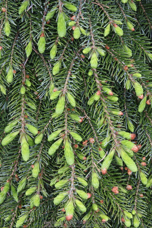 Picea omorika 'Pendula Bruns' Weeping Serbian Spruce