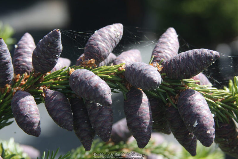 Picea omorika 'Pendula Bruns' Weeping Serbian Spruce