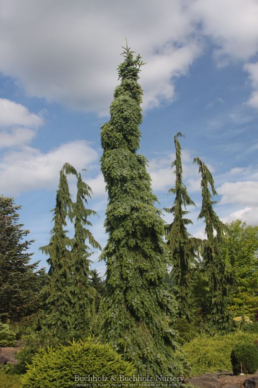 Buy Picea omorika 'Golden Midget' Serbian Spruce — Mr Maple │ Buy