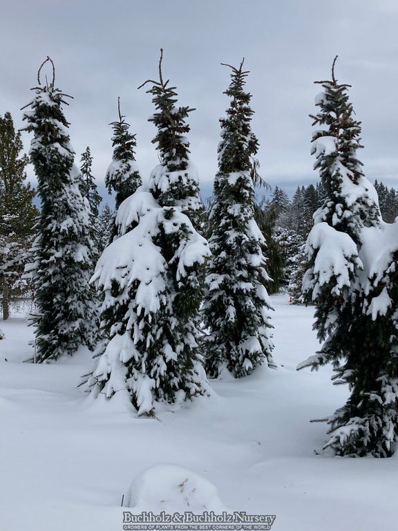 Picea omorika 'Pendula Bruns' Weeping Serbian Spruce