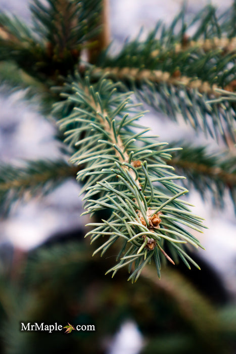 Picea glauca ‘Pendula' Spruce