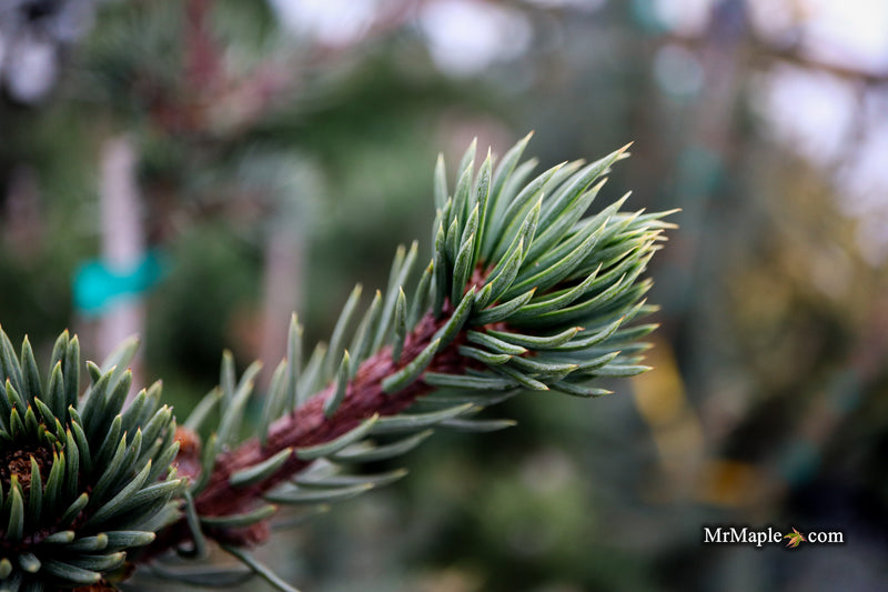 Picea omorika 'Pendula Major' Weeping Serbian Spruce
