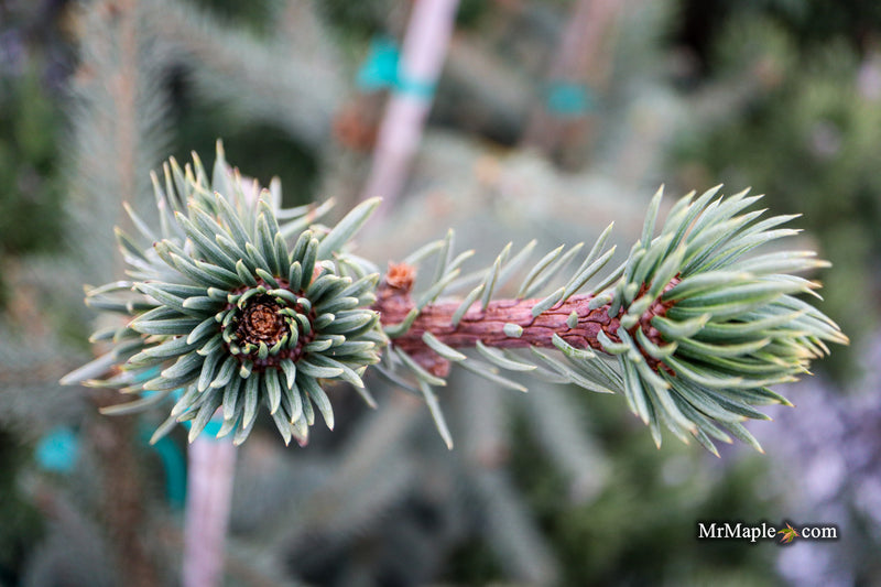 Picea omorika 'Pendula Major' Weeping Serbian Spruce