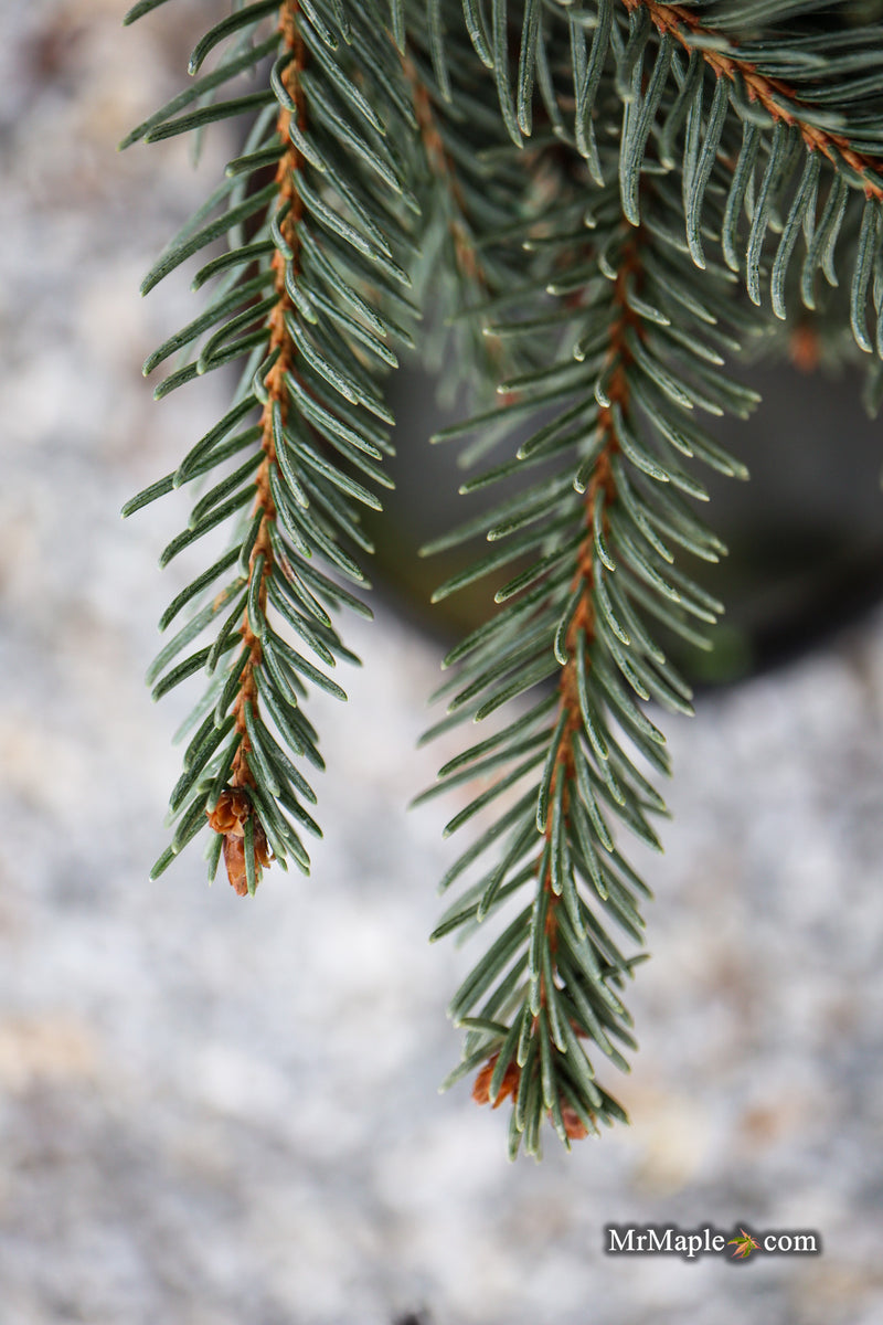 Picea omorika 'Pendula Major' Weeping Serbian Spruce