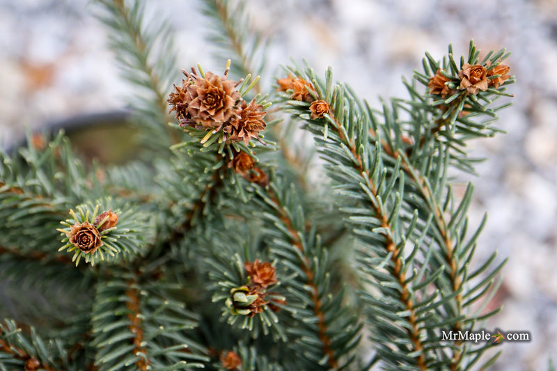 Picea omorika 'Pendula Major' Weeping Serbian Spruce