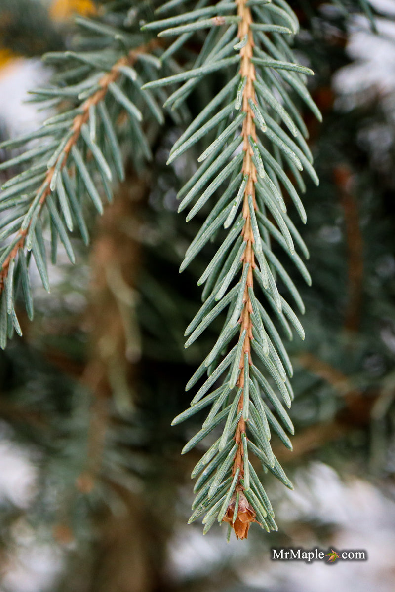 Picea omorika 'Pendula Major' Weeping Serbian Spruce