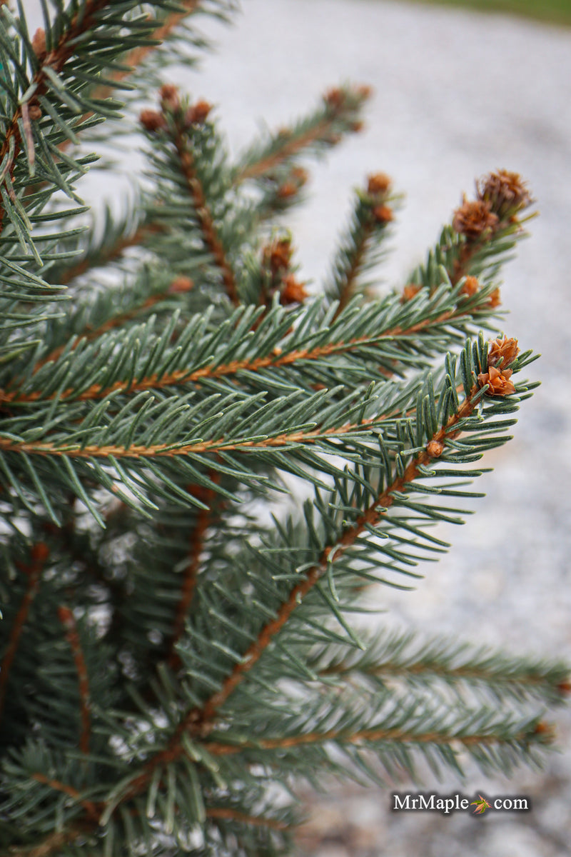 Picea omorika 'Pendula Major' Weeping Serbian Spruce