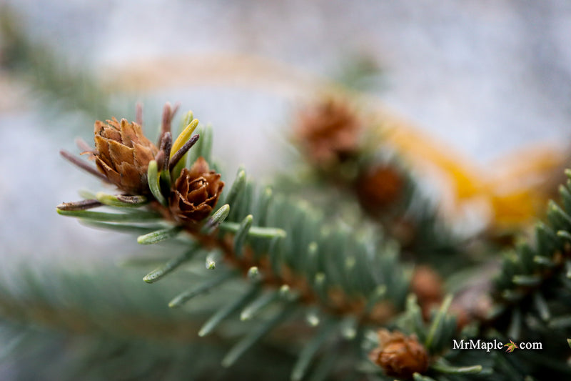 Picea omorika 'Pendula Major' Weeping Serbian Spruce