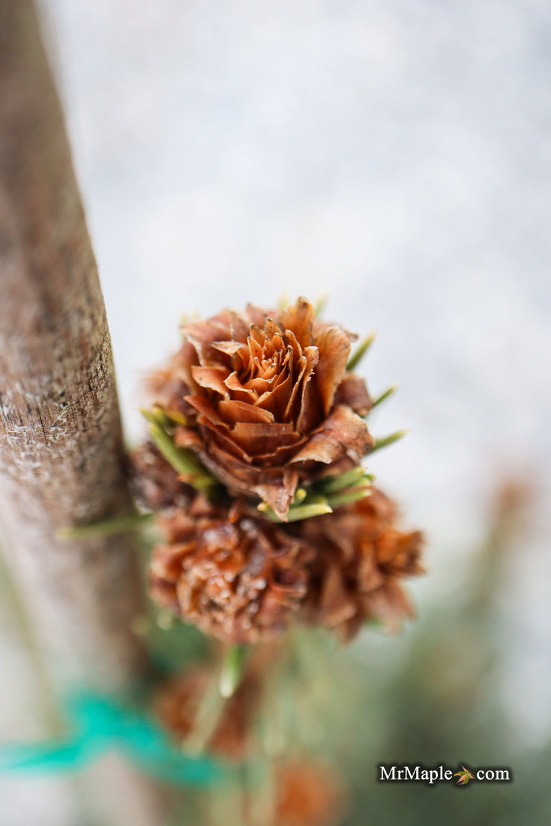 Picea omorika 'Pendula Major' Weeping Serbian Spruce