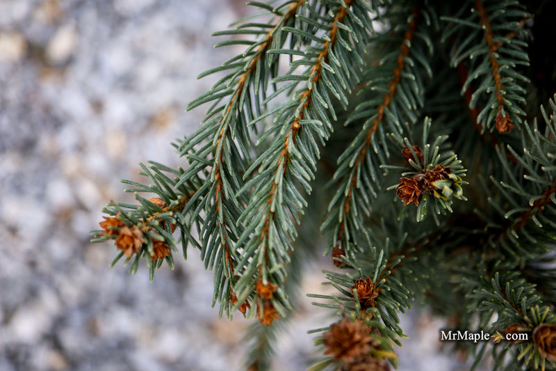 Picea omorika 'Pendula Major' Weeping Serbian Spruce