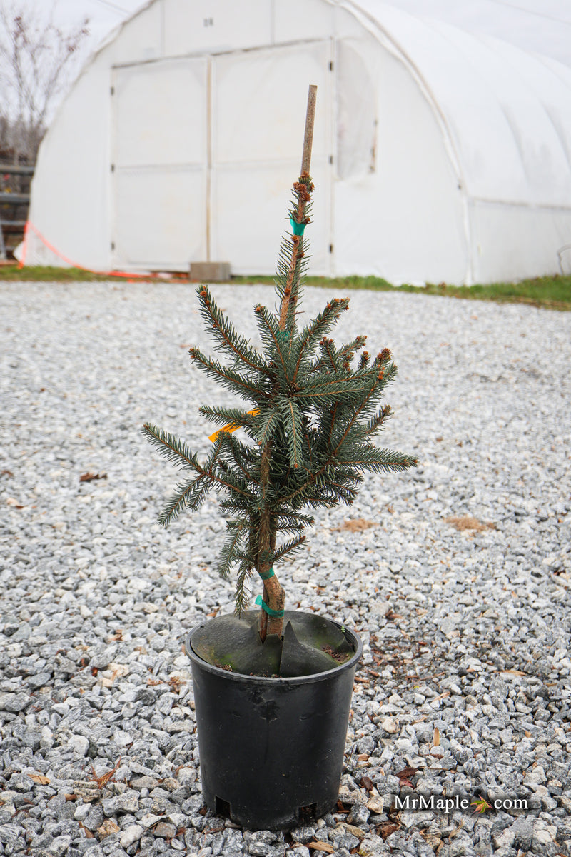 Picea omorika 'Pendula Major' Weeping Serbian Spruce