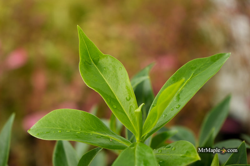 Daphne × burkwoodii ‘Perfume Princess’ Pink flowering Daphne