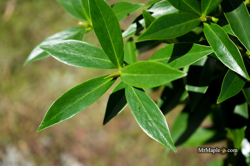 Daphne × burkwoodii ‘Perfume Princess’ Pink flowering Daphne