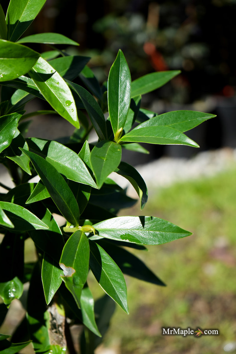 Daphne × burkwoodii ‘Perfume Princess’ Pink flowering Daphne