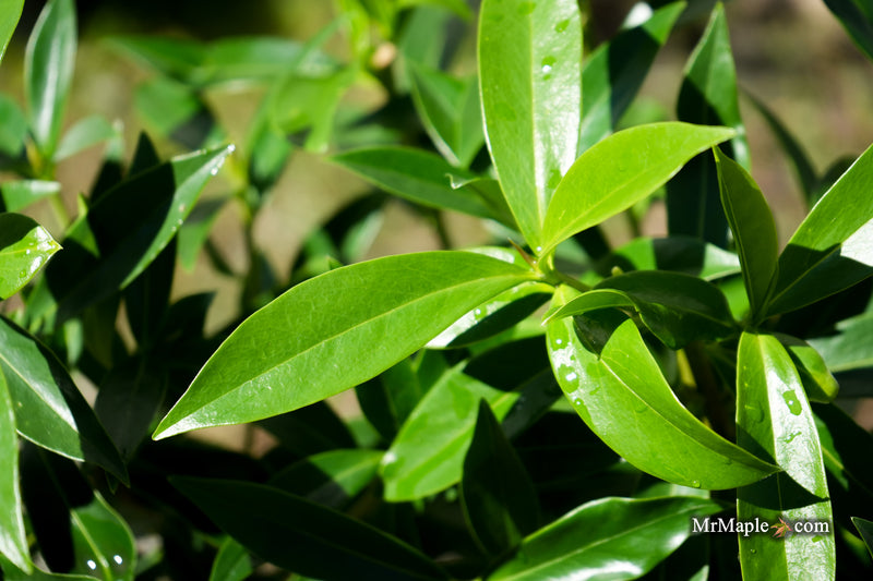 Daphne × burkwoodii ‘Perfume Princess’ Pink flowering Daphne