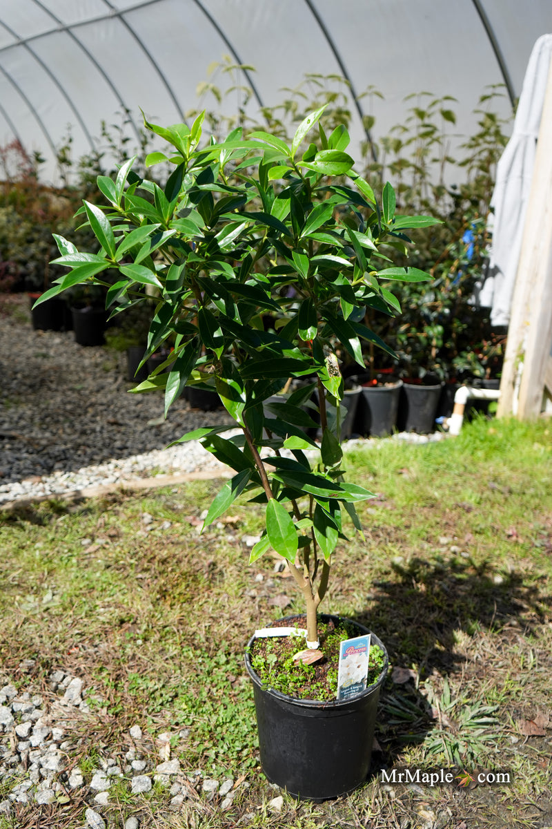 Daphne × burkwoodii ‘Perfume Princess’ Pink flowering Daphne