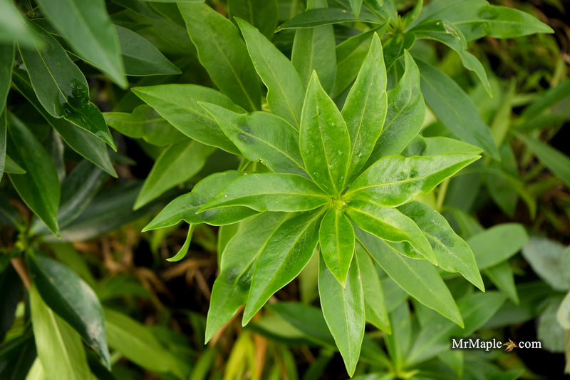 Daphne × burkwoodii ‘Perfume Princess’ Pink flowering Daphne