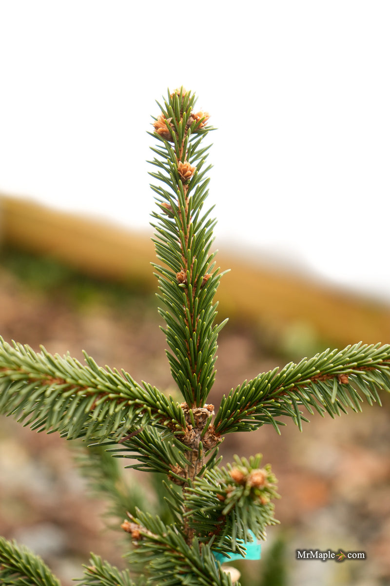 Picea abies 'Perry's Gold' Rare Dwarf Norway Spruce