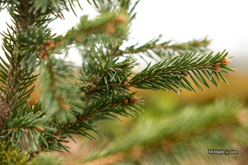 Picea abies 'Perry's Gold' Rare Dwarf Norway Spruce