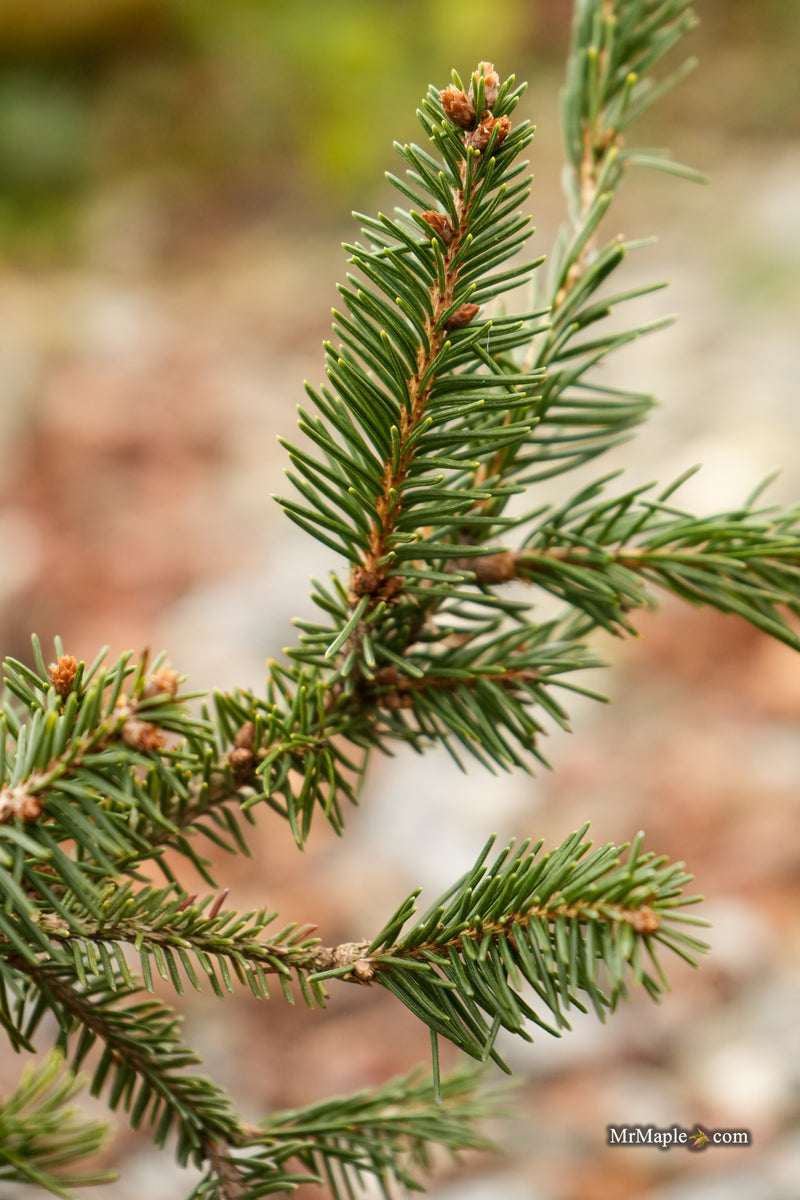Picea abies 'Perry's Gold' Rare Dwarf Norway Spruce