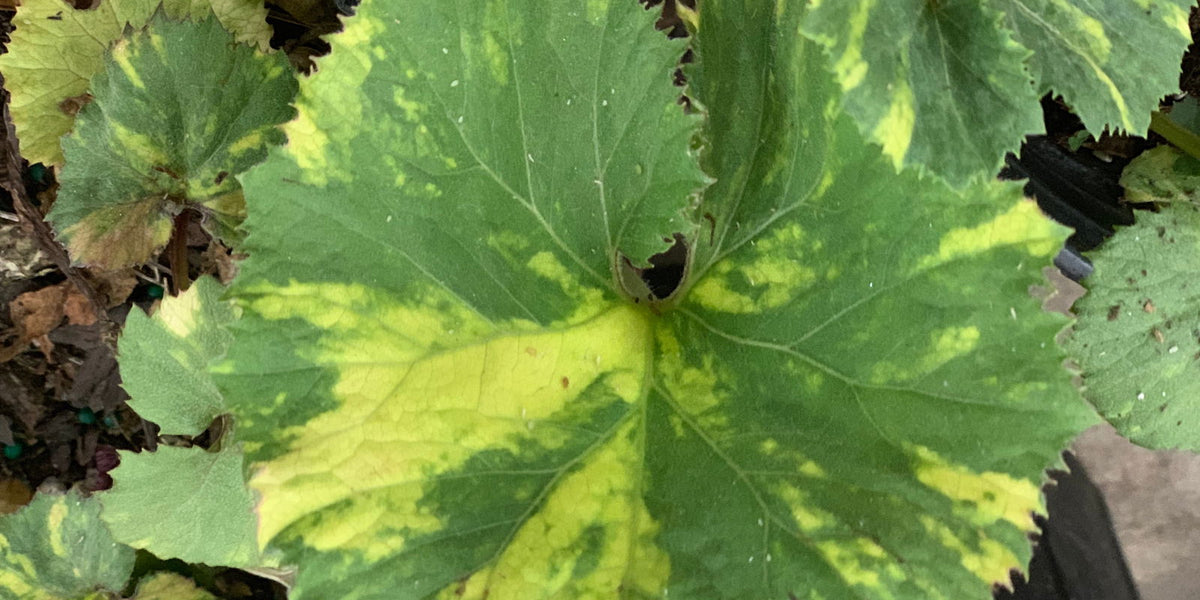 Petasites japonicus 'Nishiki-buki' Variegated Japanese Colt's Foot — Mr  Maple │ Buy Japanese Maple Trees